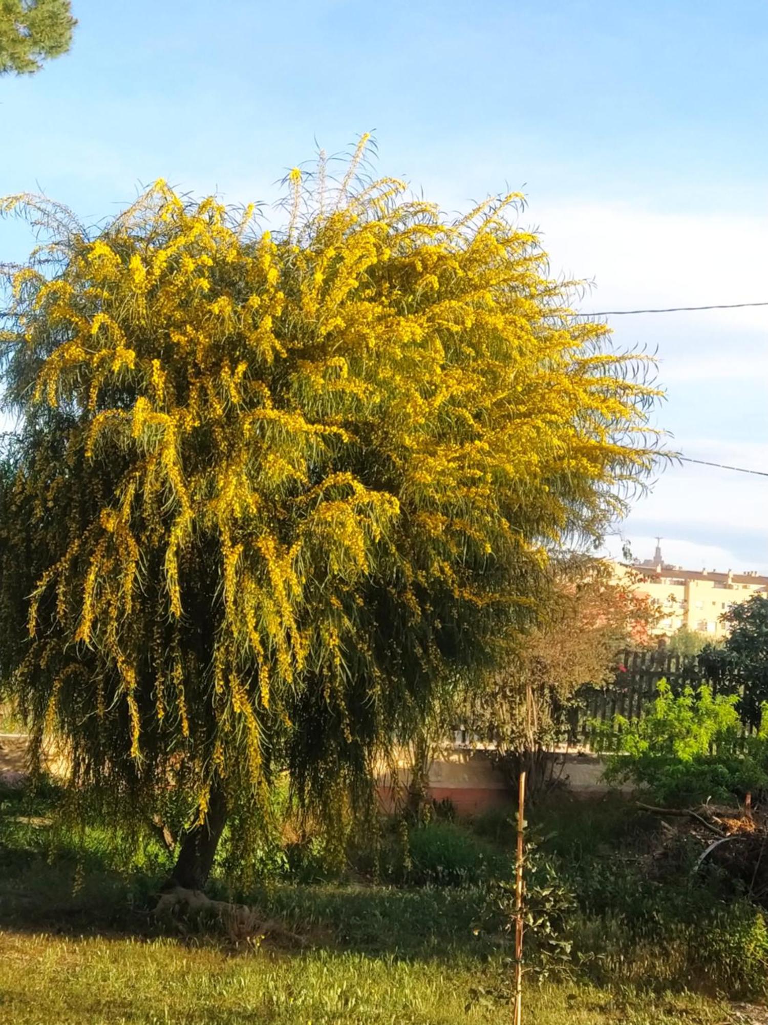 La Toscana มูร์เซีย ภายนอก รูปภาพ